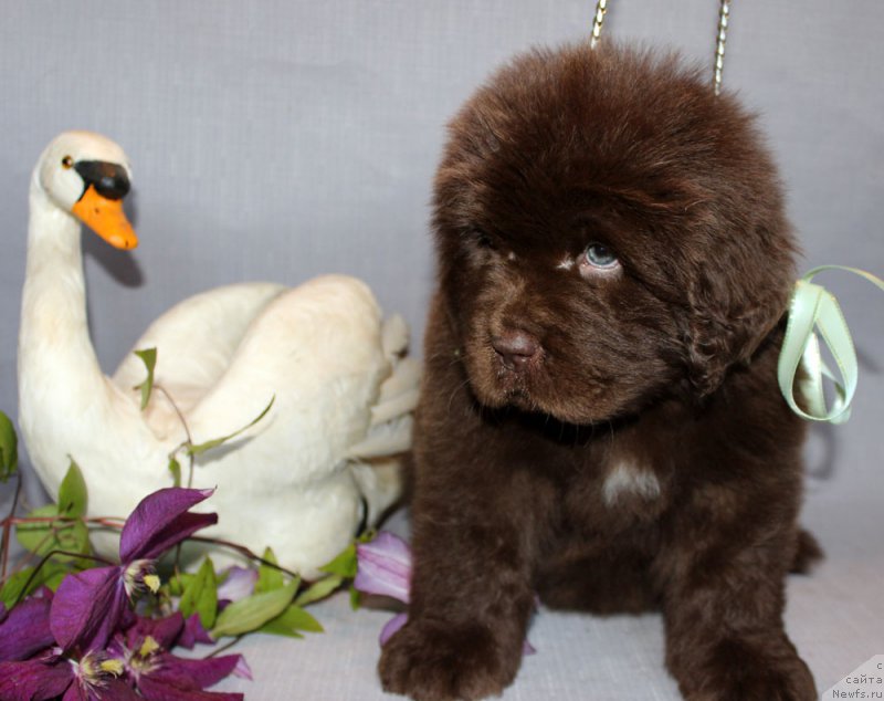 Фото: ньюфаундленд Браунблад МСК Аванти Дарлинг Кид (Brownblood MSK Avanti Darling Kid)