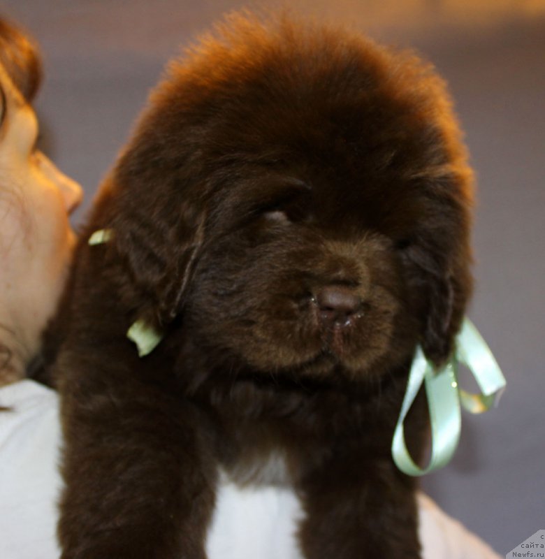 Фото: ньюфаундленд Браунблад МСК Аванти Дарлинг Кид (Brownblood MSK Avanti Darling Kid)