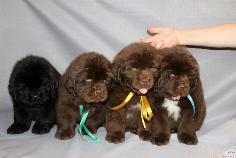 Фото: ньюфаундленд Браунблад МСК Амадей-Дефендер (Brownblood MSK Amadey-Defender), ньюфаундленд Браунблад МСК Аназер Лав Тендер Эбони (Brownblood MSK Another Love Tender Ebony), ньюфаундленд Браунблад МСК Альфа-Ромео Голд Бадди (Brownblood MSK Alfa-Romeo Gold Baddy), ньюфаундленд Браунблад МСК Абрамс-Стронг (Brownblood MSK Abrams-Strong)