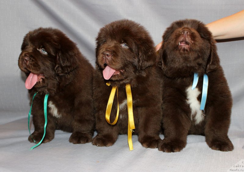 Фото: ньюфаундленд Браунблад МСК Аназер Лав Тендер Эбони (Brownblood MSK Another Love Tender Ebony), ньюфаундленд Браунблад МСК Альфа-Ромео Голд Бадди (Brownblood MSK Alfa-Romeo Gold Baddy), ньюфаундленд Браунблад МСК Абрамс-Стронг (Brownblood MSK Abrams-Strong)