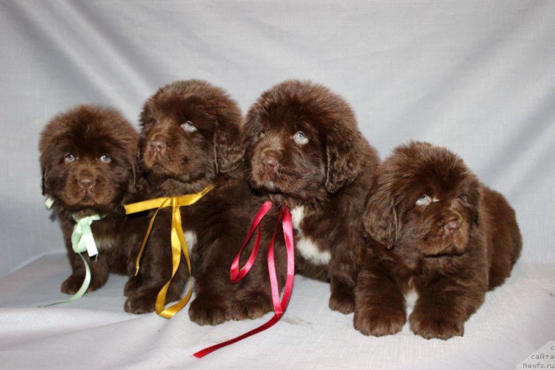 Фото: ньюфаундленд Браунблад МСК Аванти Дарлинг Кид (Brownblood MSK Avanti Darling Kid), ньюфаундленд Браунблад МСК Армата Лойар Аид (Brownblood MSK Armata Loyar Aid), ньюфаундленд Браунблад МСК Ауди Рэд Лэсс (Brownblood MSK Audi Red Less), ньюфаундленд Браунблад МСК Альпина Гуардиан Соул (Brownblood MSK Alpina Guardian Soul)