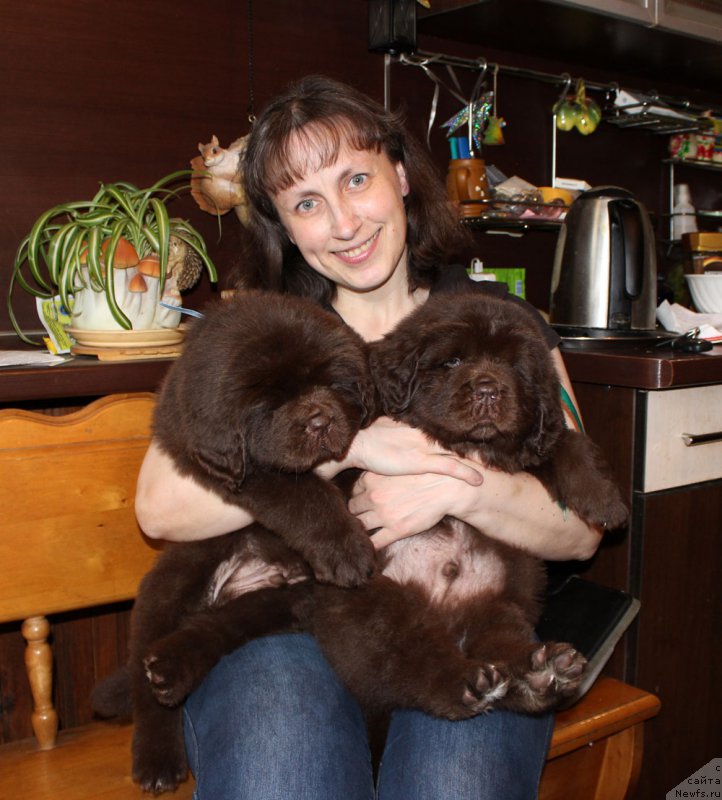 Фото: ньюфаундленд Браунблад МСК Абрамс-Стронг (Brownblood MSK Abrams-Strong), Татьяна Гребенюк, ньюфаундленд Браунблад МСК Аназер Лав Тендер Эбони (Brownblood MSK Another Love Tender Ebony)