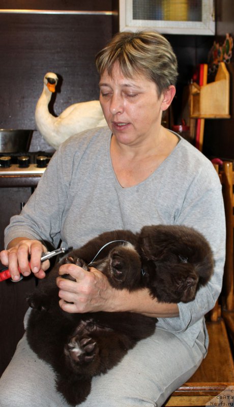 Фото: ньюфаундленд Браунблад МСК Аванти Дарлинг Кид (Brownblood MSK Avanti Darling Kid), Екатерина Кузнецова