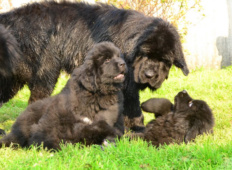 Фото: ньюфаундленд Талисман Моря Корвет (Talisman Morya Korvet), ньюфаундленд Талисман Моря Ла-Валетта, ньюфаундленд Талисман Моря Каспиан