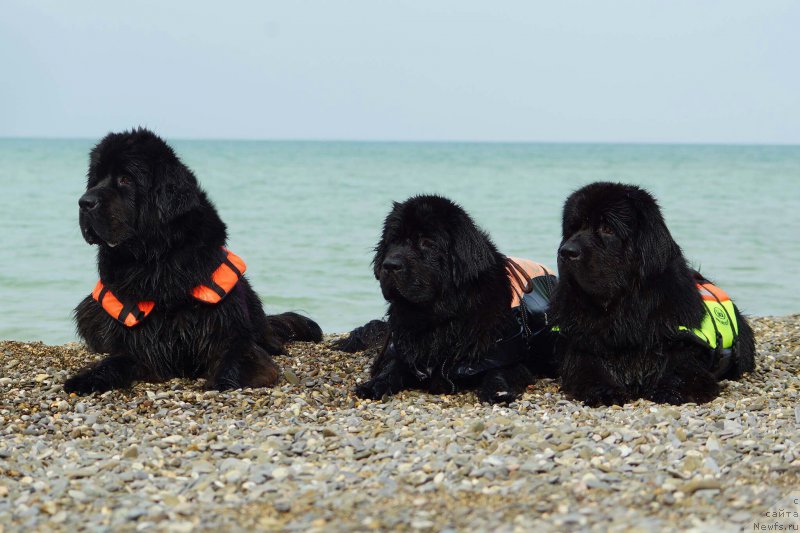 Фотография № 215368