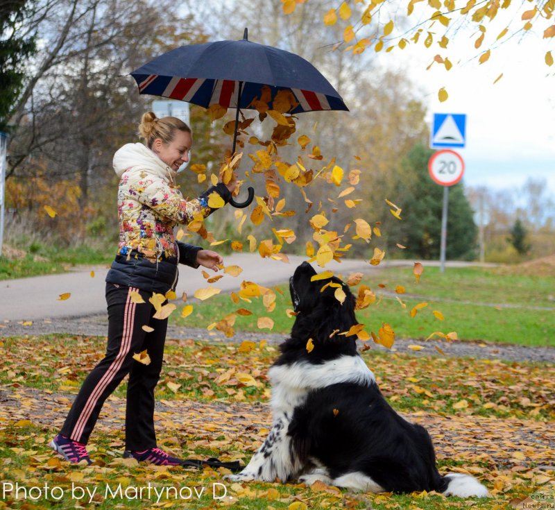 Фото: Ольга Мартынова, ньюфаундленд Энджелс Кипер Нибелунг (Angels Keeper Nibelung)