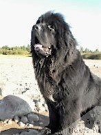 Фото: ньюфаундленд Эмир Эльдорадо из Антаграда (Emir Eldorado is Antagrada)