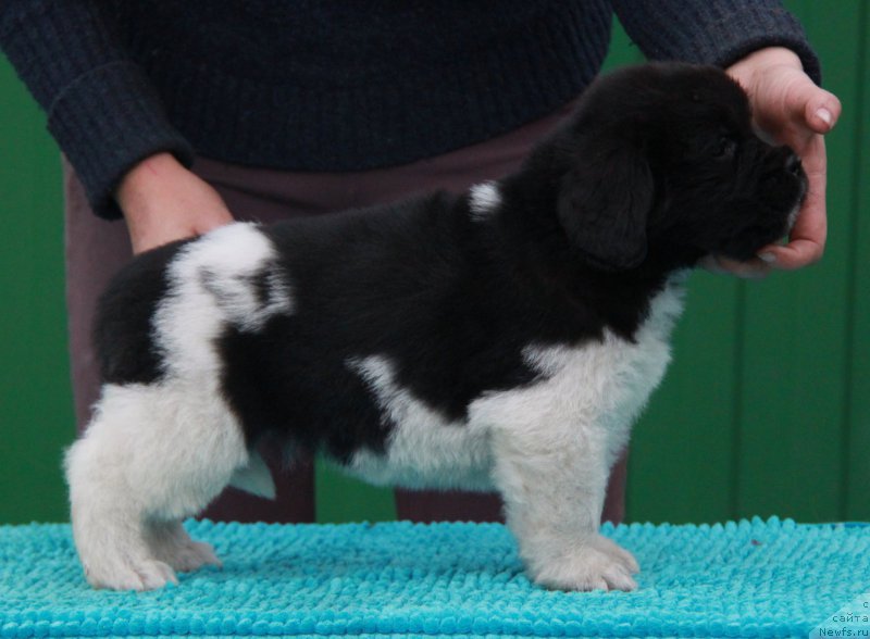 Фото: ньюфаундленд Аквиан Сонг Саншайн