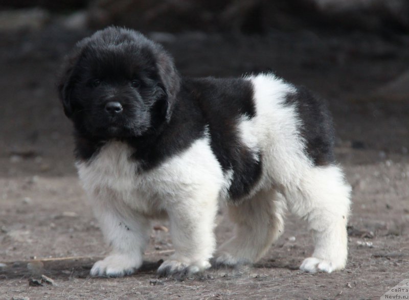 Фото: ньюфаундленд Аквиан Сонг Саншайн