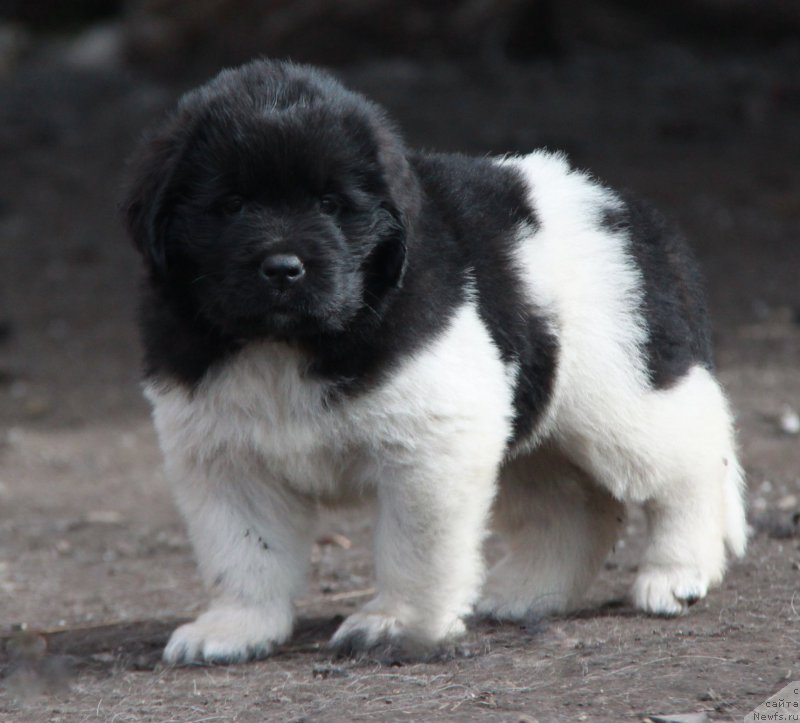 Фото: ньюфаундленд Аквиан Сонг Саншайн