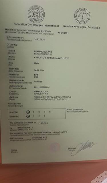 Фото: ньюфаундленд Callistos to Russia With Love