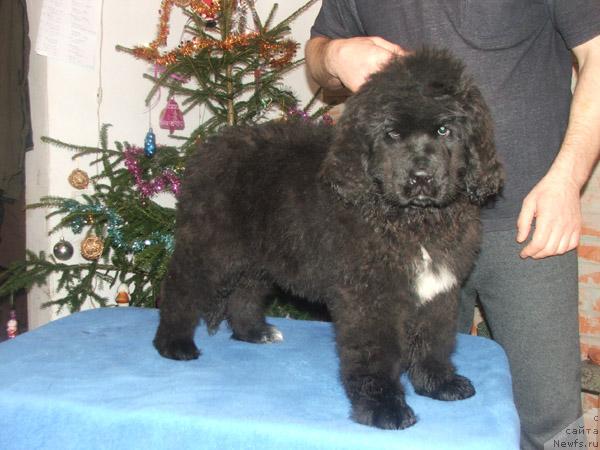 Фото: ньюфаундленд Плюшевая Панда Осенняя Симфония