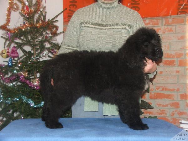 Фото: ньюфаундленд Плюшевая Панда Осенняя Симфония