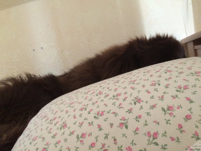 Фото: ньюфаундленд Ньюфорт Васаби