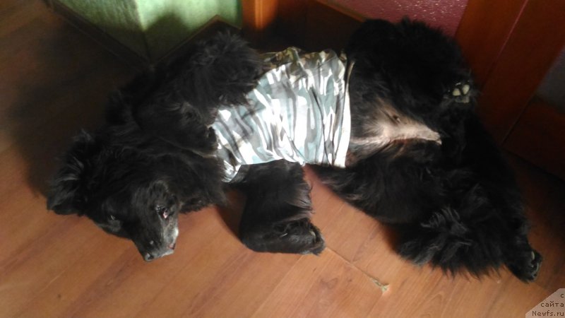 Фотография № 215461