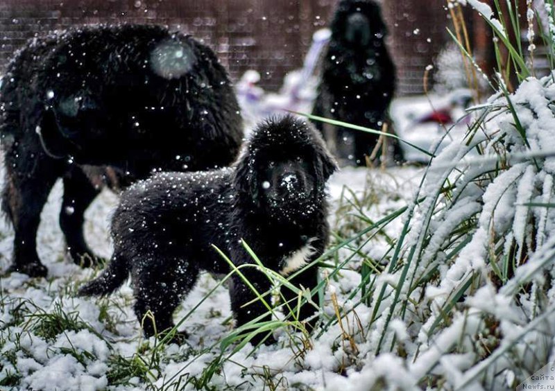 Фото: ньюфаундленд Царица Ночи из Племени Кедра (Tsaritsa Nochi iz Plemeni Kedra)