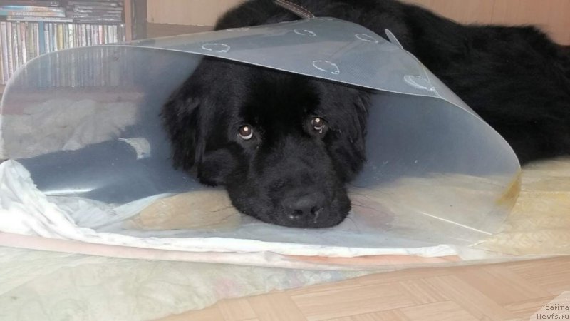 Фото: ньюфаундленд Преданный Друг