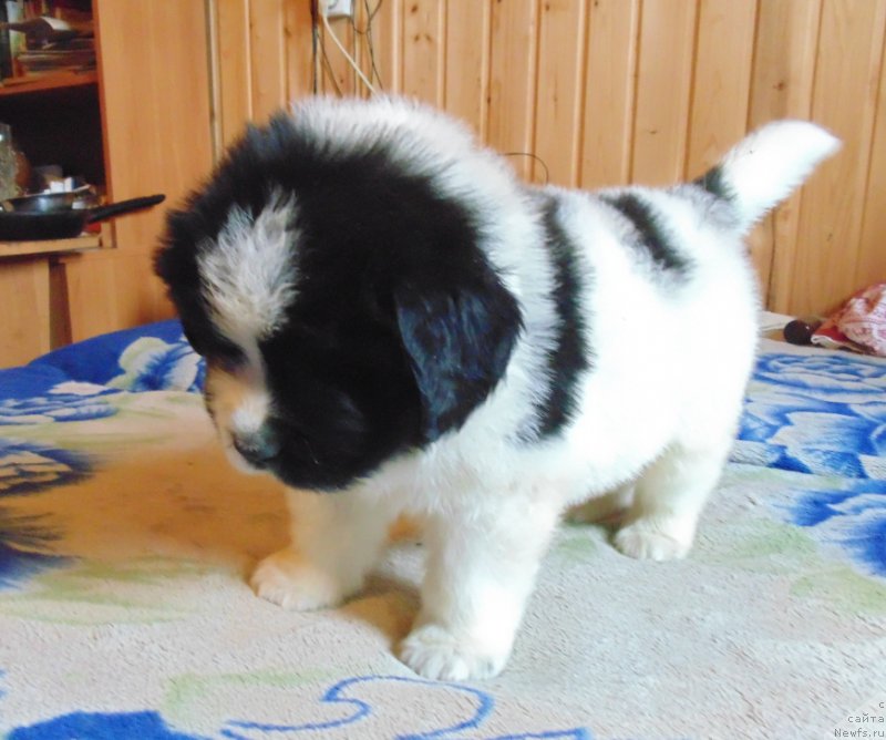 Фото: ньюфаундленд Степная Пальмира Единственный Мой