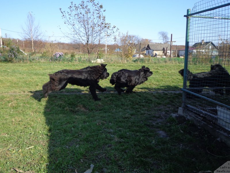 Фото: ньюфаундленд Супер Премиум Уолт Диснеу, ньюфаундленд Супер Премиум Немессис