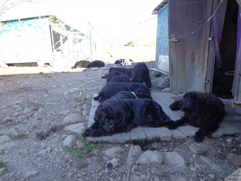 Фото: ньюфаундленд Вито Качо Ферл (Vito Kacho Ferl), ньюфаундленд Супер Премиум Немессис, ньюфаундленд Супер Премиум Уолт Диснеу