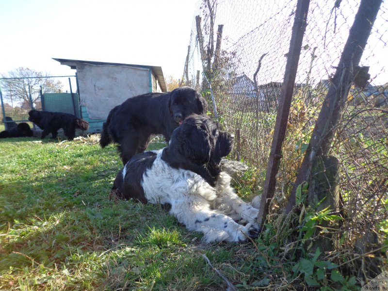 Фото: ньюфаундленд Супер Премиум Литониэль Валланинор (Super Premium Litoniel Vallaninor)