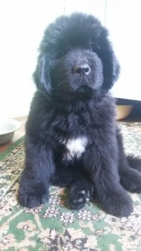 Фото: ньюфаундленд Талисман Моря Клипер