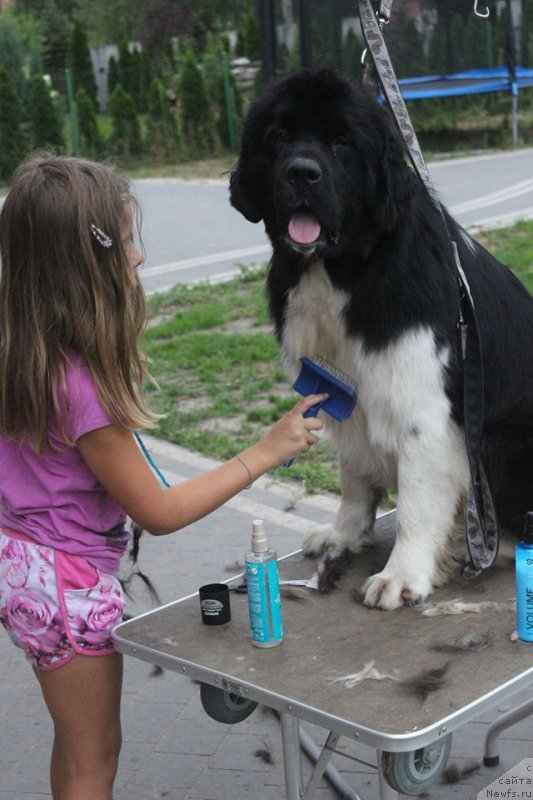 Фото: ньюфаундленд Аквиан Сонг Ривер оф Тайм