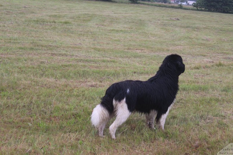 Фото: ньюфаундленд Аквиан Сонг Ривер оф Тайм