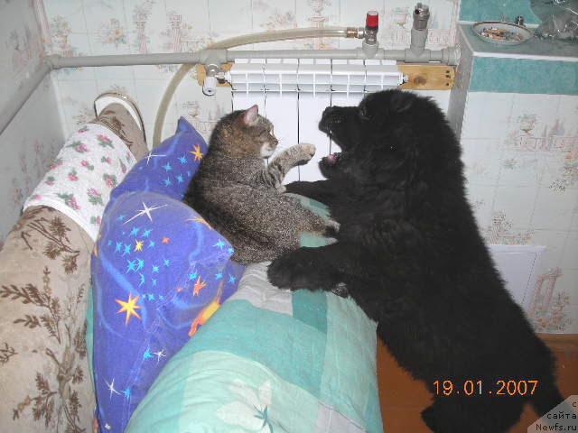 Фото: ньюфаундленд Сент Джонс Круиз (Sent Djons Kruiz)