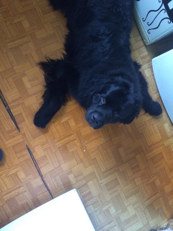 Фото: ньюфаундленд Белкондер-Клаб Бургунди Айс (Belkonder-Club Burgundy Ice)