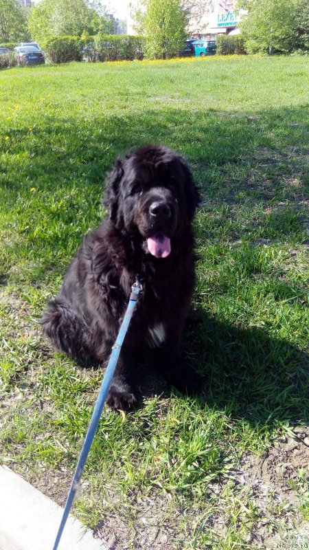 Фотография № 215508