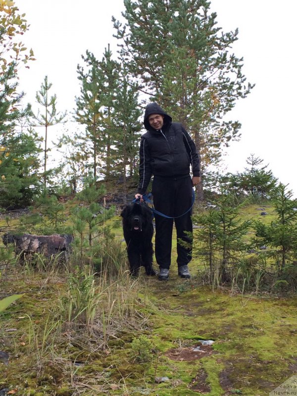 Фото: ньюфаундленд Белкондер-Клаб Бургунди Айс (Belkonder-Club Burgundy Ice)