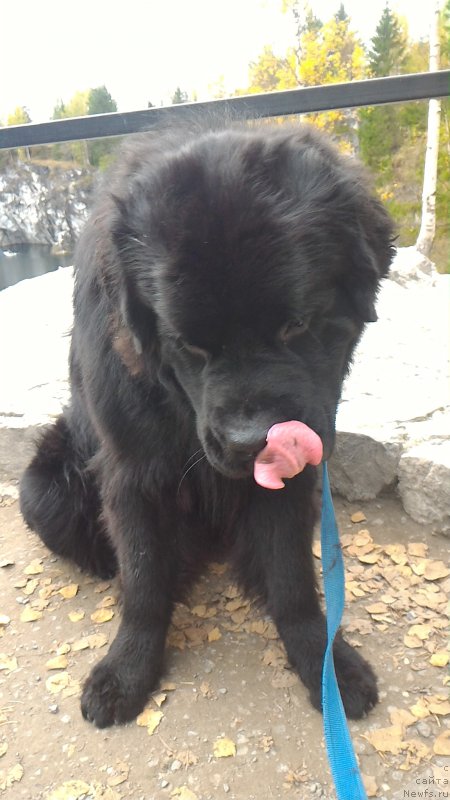 Фото: ньюфаундленд Белкондер-Клаб Бургунди Айс (Belkonder-Club Burgundy Ice)