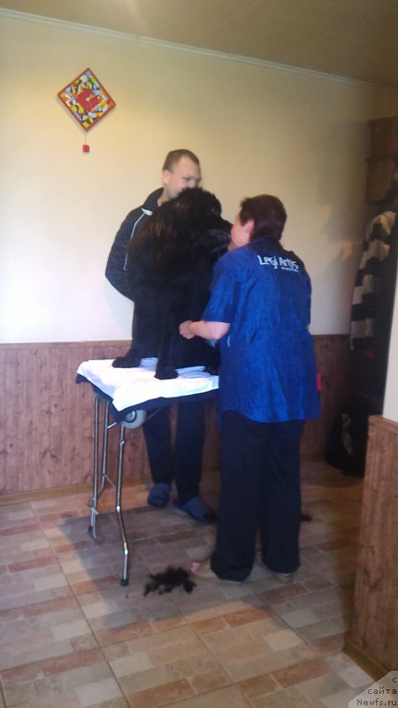 Фото: ньюфаундленд Белкондер-Клаб Бургунди Айс (Belkonder-Club Burgundy Ice)