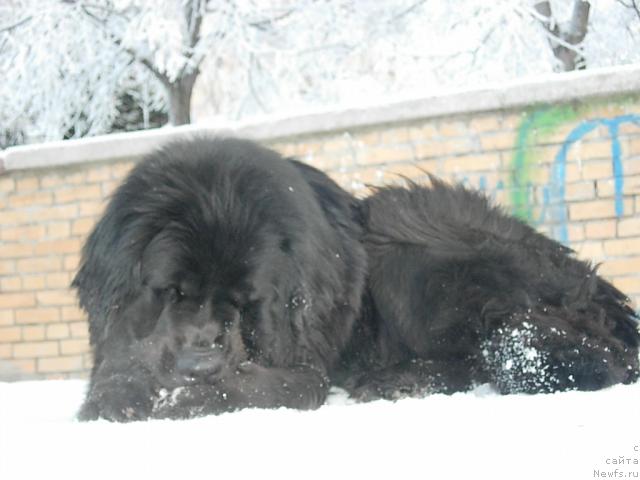 Фото: ньюфаундленд Лесная Сказка Раскрасавица