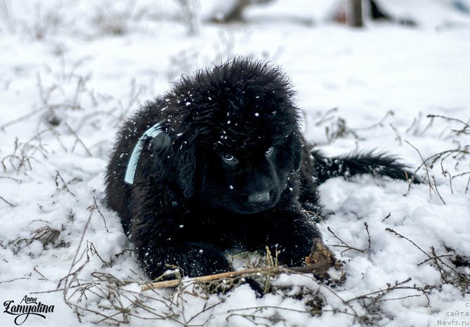Фото: ньюфаундленд Цедер Магнус из Племени Кедра