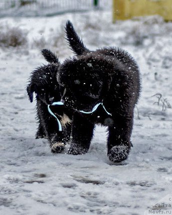 Фото: ньюфаундленд Цикламен из Племени Кедра, ньюфаундленд Цедер Магнус из Племени Кедра