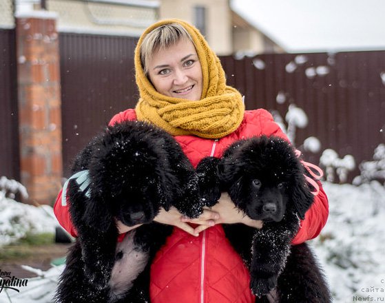 Фото: ньюфаундленд Цедер Магнус из Племени Кедра, ньюфаундленд Цинтия из Племени Кедра, Елизавета Павлова