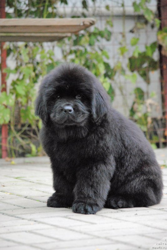 Фото: ньюфаундленд Моя Стихия Номад Терра Блоссом