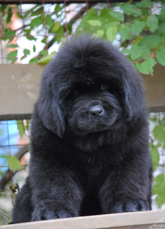 Фото: ньюфаундленд Моя Стихия Номад Терра Блоссом