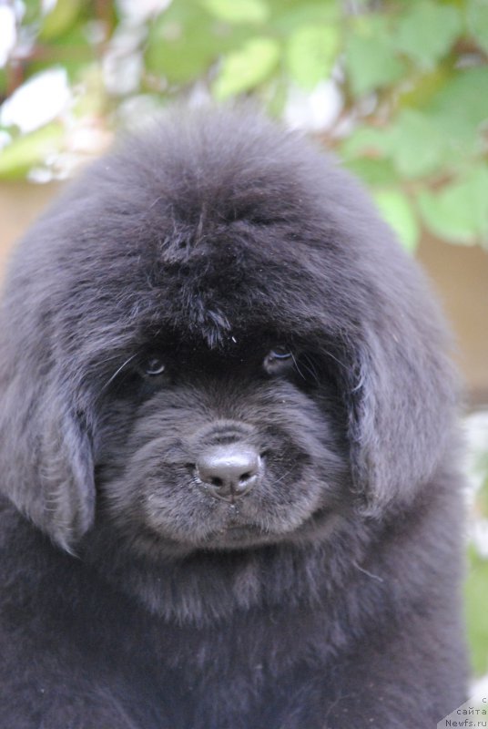 Фото: ньюфаундленд Моя Стихия Номад Терра Блоссом