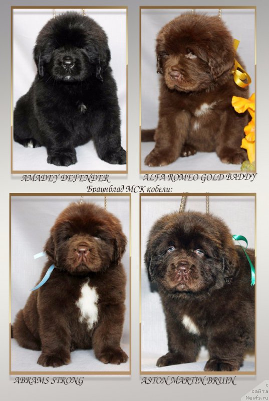 Фото: ньюфаундленд Браунблад МСК Амадей-Дефендер (Brownblood MSK Amadey-Defender), ньюфаундленд Браунблад МСК Аназер Лав Тендер Эбони (Brownblood MSK Another Love Tender Ebony), ньюфаундленд Браунблад МСК Альфа-Ромео Голд Бадди (Brownblood MSK Alfa-Romeo Gold Baddy), ньюфаундленд Браунблад МСК Абрамс-Стронг (Brownblood MSK Abrams-Strong)