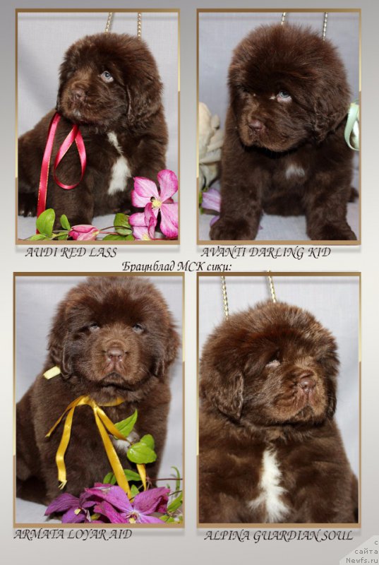 Фото: ньюфаундленд Браунблад МСК Ауди Рэд Лэсс (Brownblood MSK Audi Red Less), ньюфаундленд Браунблад МСК Армата Лойар Аид (Brownblood MSK Armata Loyar Aid), ньюфаундленд Браунблад МСК Альпина Гуардиан Соул (Brownblood MSK Alpina Guardian Soul), ньюфаундленд Браунблад МСК Аванти Дарлинг Кид (Brownblood MSK Avanti Darling Kid)