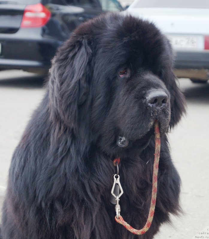 Фото: ньюфаундленд Чарующий Чезарио (Charuyuschiy Chezario)