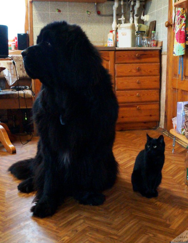 Фото: ньюфаундленд Чарующий Чезарио (Charuyuschiy Chezario)