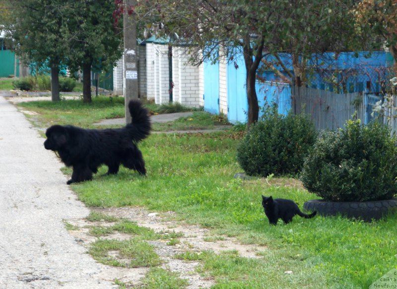 Фото: ньюфаундленд Чарующий Чезарио (Charuyuschiy Chezario)