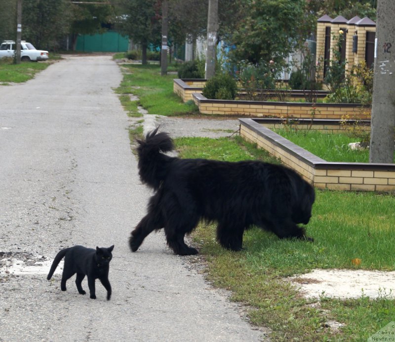 Фото: ньюфаундленд Чарующий Чезарио (Charuyuschiy Chezario)