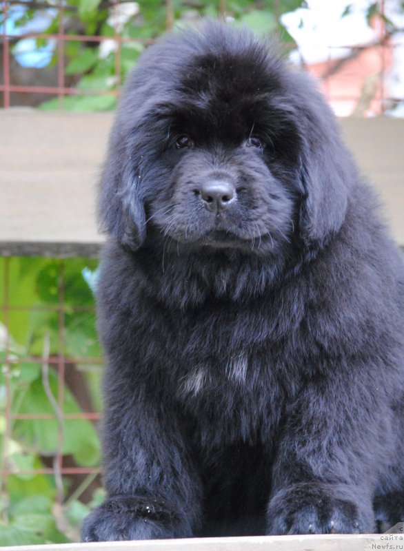 Фото: ньюфаундленд Моя Стихия Ники Де Сен Фаль