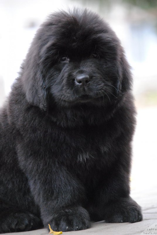 Фото: ньюфаундленд Моя Стихия Ники Де Сен Фаль