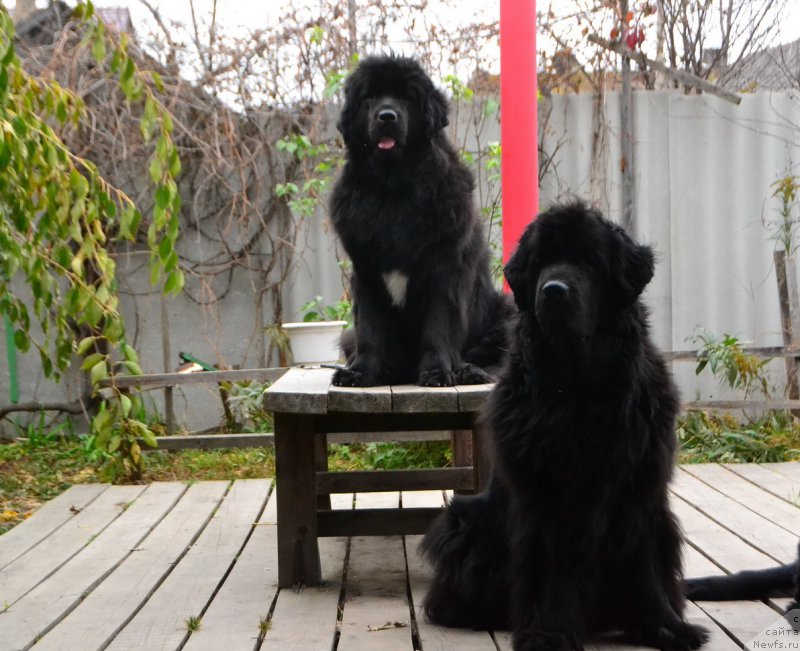 Фото: ньюфаундленд Талисман Моря Мишель, ньюфаундленд I'm Little Princess Midnight Bear